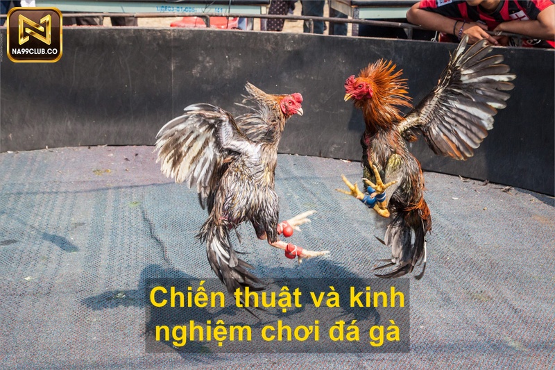 Chiến thuật và kinh nghiệm chơi đá gà