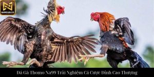 Đá Gà Tre Na99 Trải Nghiệm Cá Cược Đỉnh Cao Độc Quyền