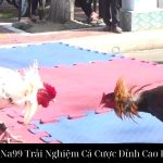 Đá Gà Tre Na99 Trải Nghiệm Cá Cược Đỉnh Cao Độc Quyền