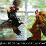 Trải Nghiệm Đá Gà Cựa Sắt Na99 Đỉnh Cao Cá Cược