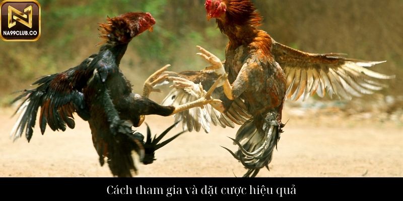 Cách tham gia và đặt cược hiệu quả