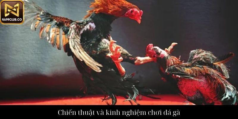 Chiến thuật và kinh nghiệm chơi đá gà