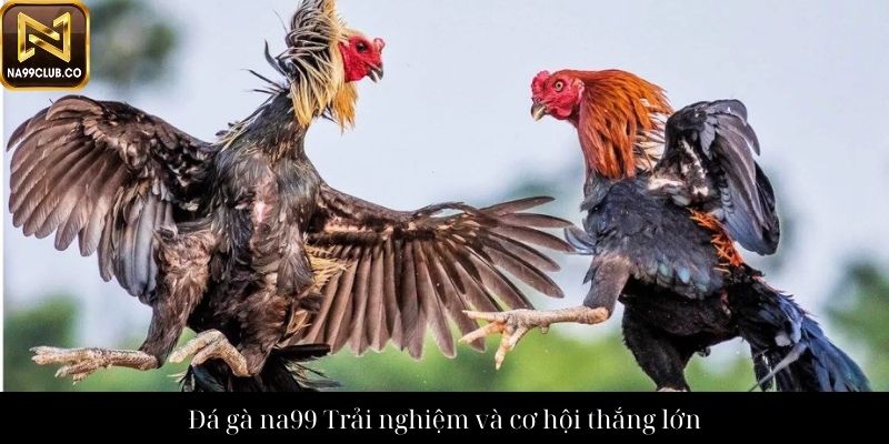 Đá gà na99 Trải nghiệm và cơ hội thắng lớn